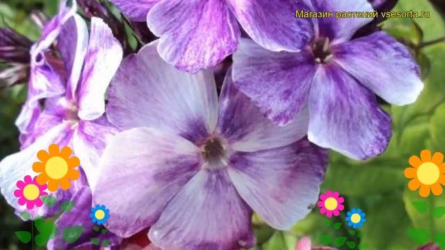 Флокс метельчатый Александр Воин. Краткий обзор, описание характеристик phlox paniculata смотреть онлайн