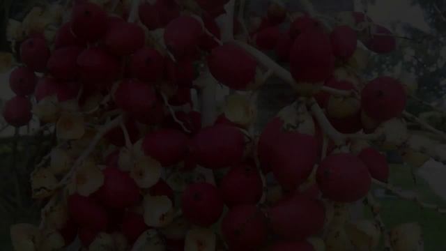 Необычные экзотические плоды! смотреть онлайн