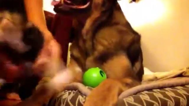 Scout and Charlie play the meow meow meow game смотреть онлайн