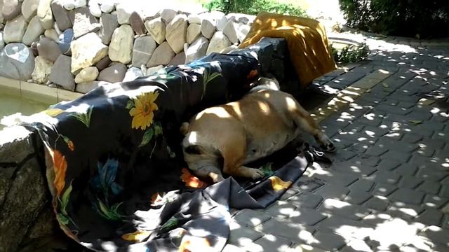 Английский бульдог Молли#После купания смотреть онлайн