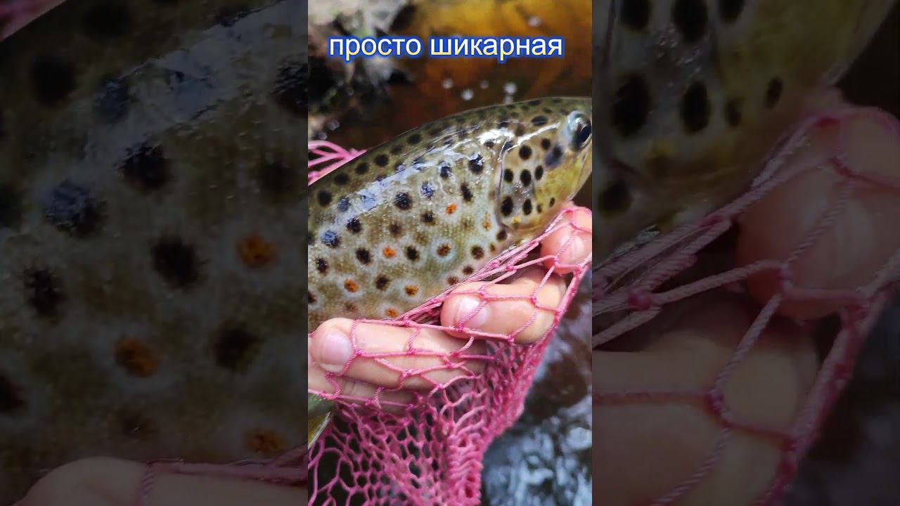 Ручьевая форель 1 смотреть онлайн