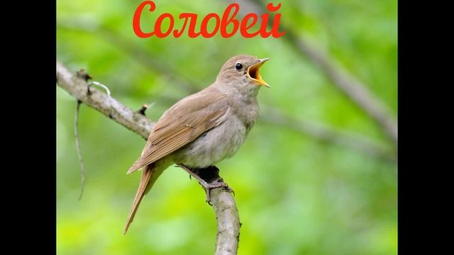 Презентация для малышей.Звуки птиц смотреть онлайн