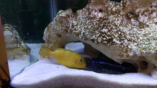 Electric Blue Johanni V'S Lombardoi Cichlid смотреть онлайн