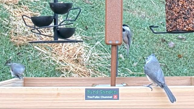 How to Identify Birds [ TOP 10 BACKYARD BIRDS ] Beginner Friendly !! смотреть онлайн