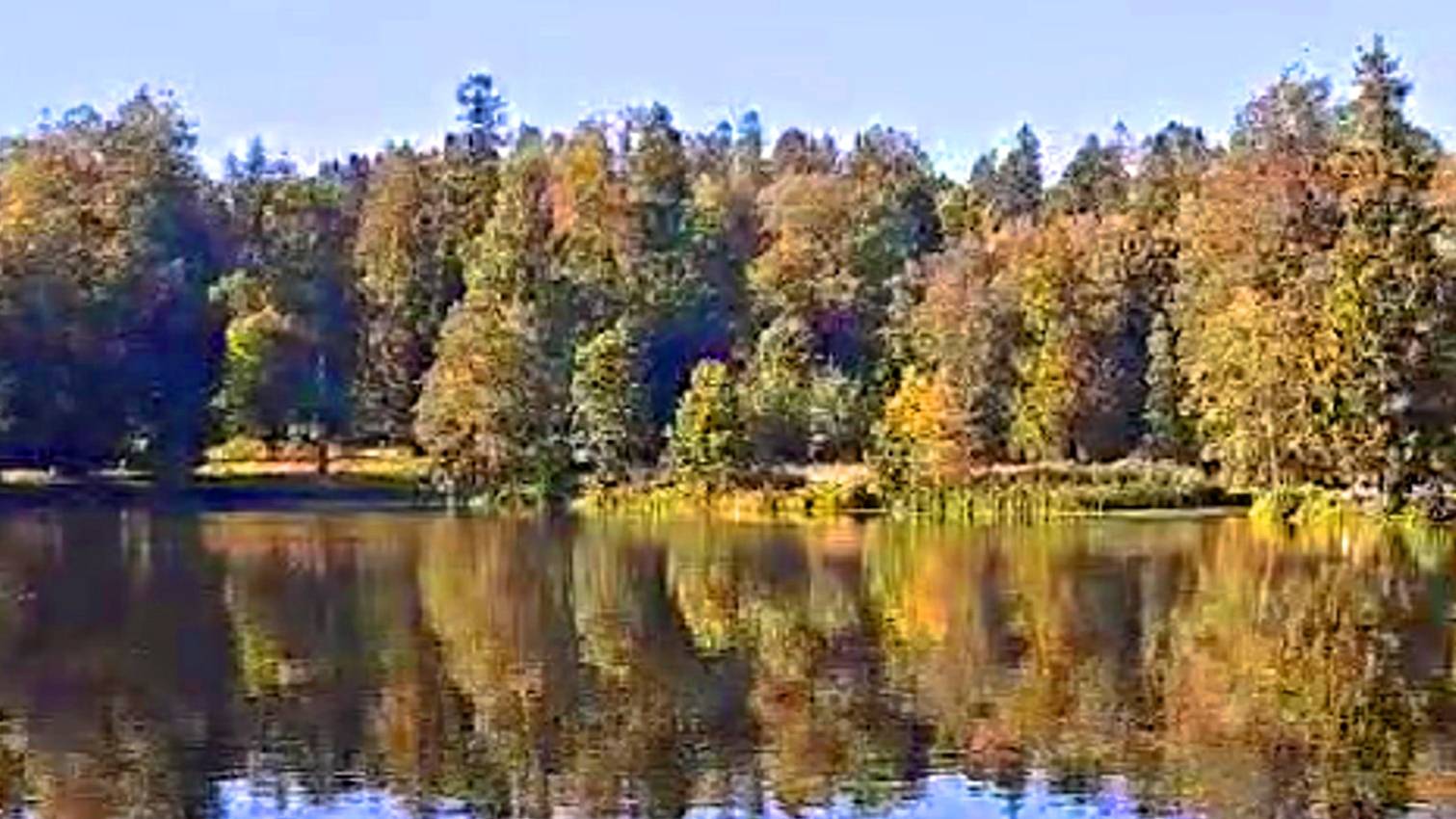 Пруд в дворцово-парковом комплексе Шуваловский парк Санкт-Петербкрг смотреть онлайн
