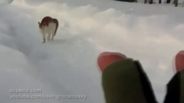 Кот подходит боком | cat walks sideways