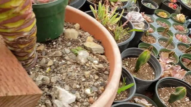 Cereus forbesii spiralis, cactus aspiral смотреть онлайн