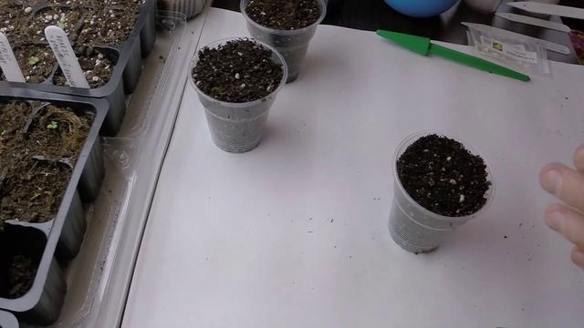 Сажаем банан, олеандр и бонус. смотреть онлайн