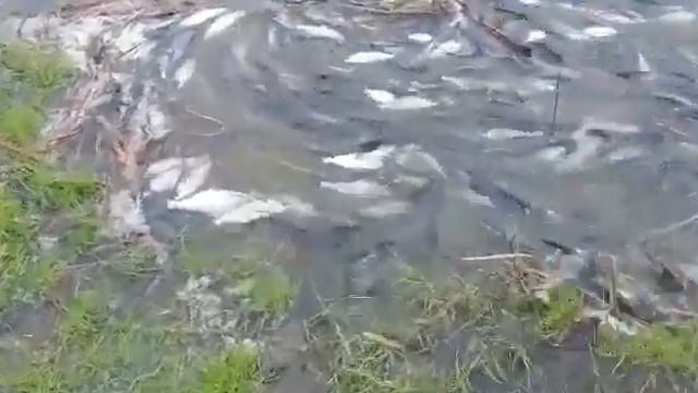 Рыбалка в Чечне-095 (неристь) смотреть онлайн