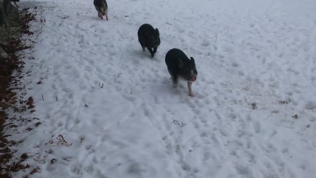 Спешим домой греться!♨️Питомник Рязанская Диковинка", минипиги, микропиги, Рязань, minipig, micropi смотреть онлайн