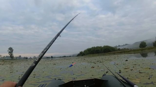 ДИКИЕ КАРАСИ в КУВШИНКАХ !Рыбалка на поплавок ! смотреть онлайн