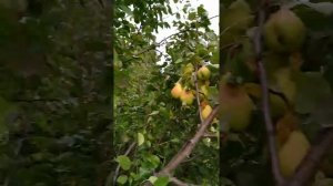 Груши в Сибири- миф или реальность?