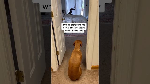 my 24/7 bodyguard #mothersday #vizslas #dogs #dogsofttiktok #funny #foyou #fyp #foyoupage #fypシ смотреть онлайн