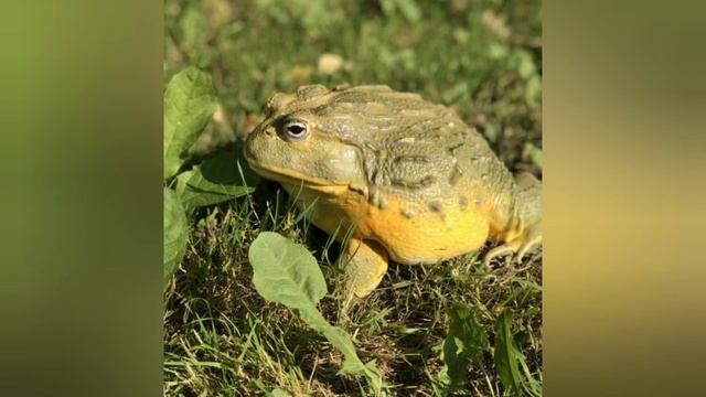 Лягушка водонос - террариумная лягушка ! смотреть онлайн