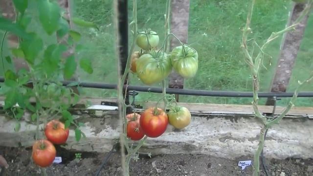 Томаты для теплицы Батерфляй, Батяня, Беркли Тай Дай Хаат смотреть онлайн