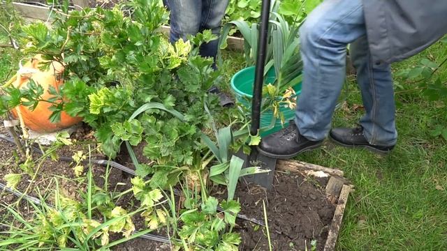 Лук порей! Если правильно хранить - очень много витамина С. А вы правильно храните? смотреть онлайн