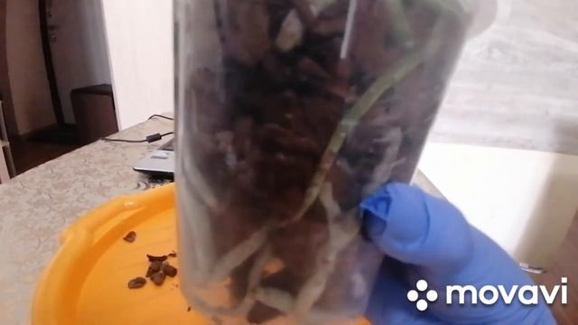 #Орхидея БРОНЗОВЫЙ БУДДА#НОВИНКА???29.04.21 смотреть онлайн