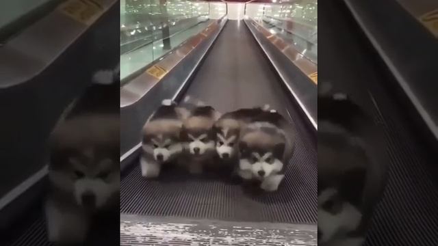 Щенки Маламута в Китае смотреть онлайн