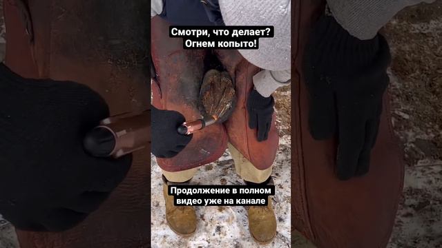 Горячая расчистка копыта лошади: все безопасно для животного😎 #лошади #животные #diy смотреть онлайн