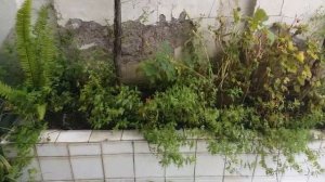 Виноград в горшке на балконе на 10 этаже собираю урожай ТАКОГО ВЫ НИГДЕ НЕ УВИДИТЕ !!!