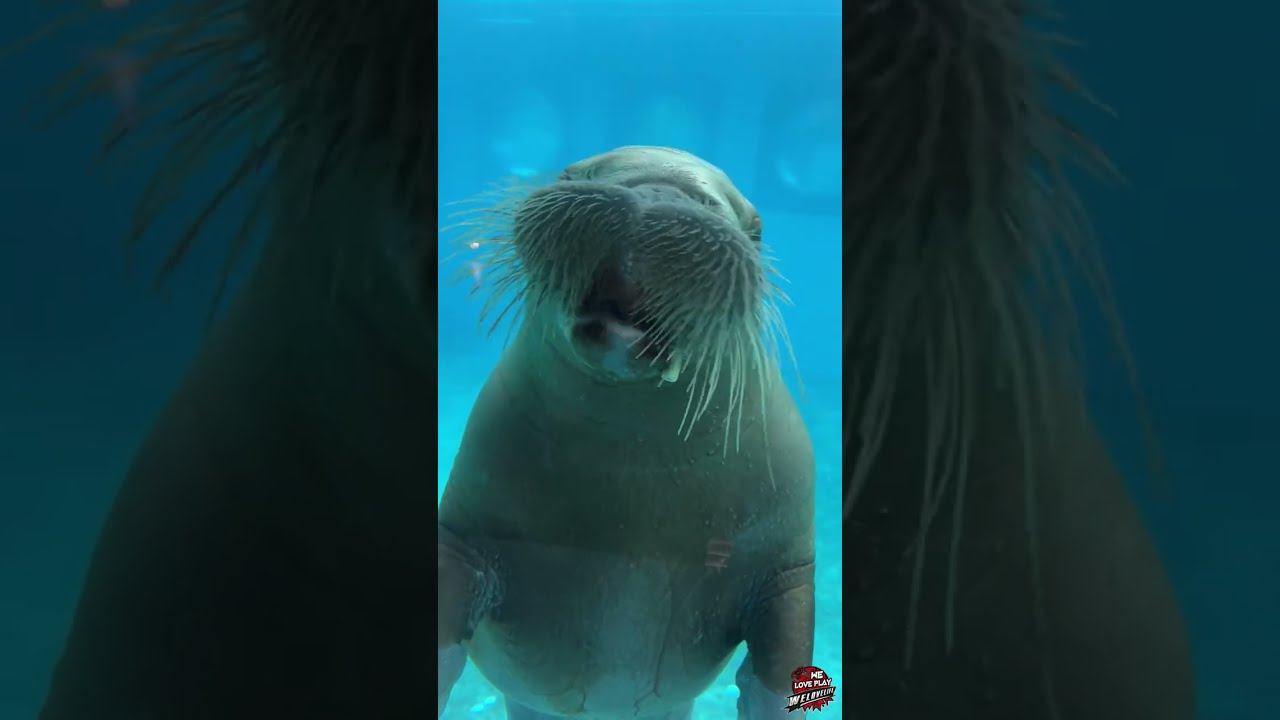 Этот Морж читает рэп покруче тебя / Walrus reads rap #Shorts смотреть онлайн