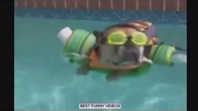 Приколы 2015.Русские приколы,приколы с животными. смотреть онлайн