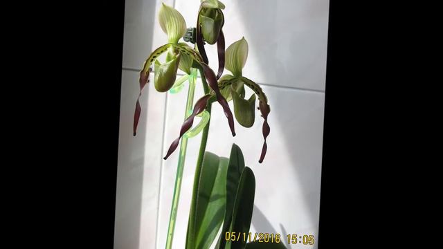 Paphiopedilum parishii смотреть онлайн