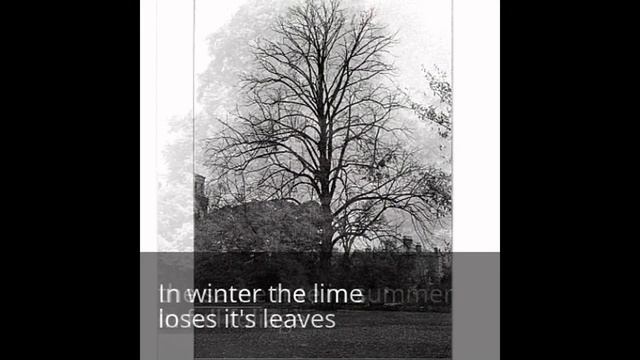 Tree ID Lime, linden or basswood tree Tilia cordata Tilia platyphyllos T europaea identification uk смотреть онлайн