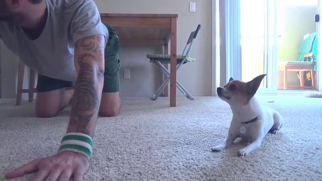 Yoga Time with a Cute Chihuahua смотреть онлайн