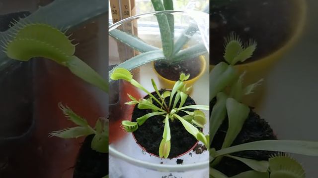 мухоловка и другие растения хищники смотреть онлайн