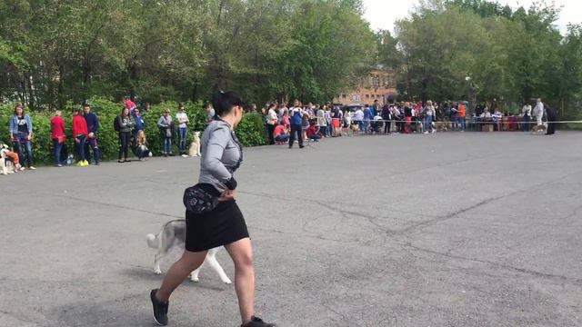 Красноярск 2015 Выставка , Альтер лучший представитель породы. смотреть онлайн