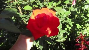 Мой Розвый Сад 2020г. "Корвет" (Corvette)- чайно-гибридная роза.