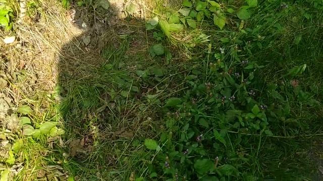 Черноголовка обыкновенная - новобрачная (суховершник) лекарственное растение. смотреть онлайн