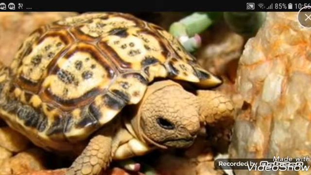 Топ 10 самых маленьких животных в мире смотреть онлайн
