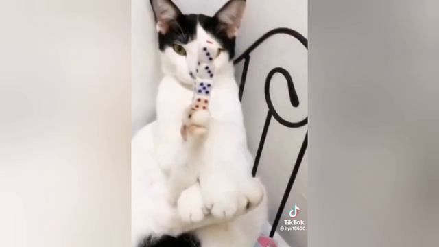 смешные видео с тик-ток. смотреть онлайн