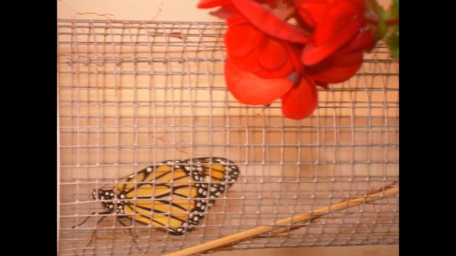 TCM Online Academy Butterflies of West Tennessee: Flying Jewels смотреть онлайн