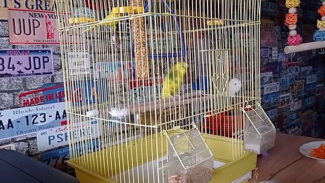 Чем занята корелла МЭРИ?! смотреть онлайн