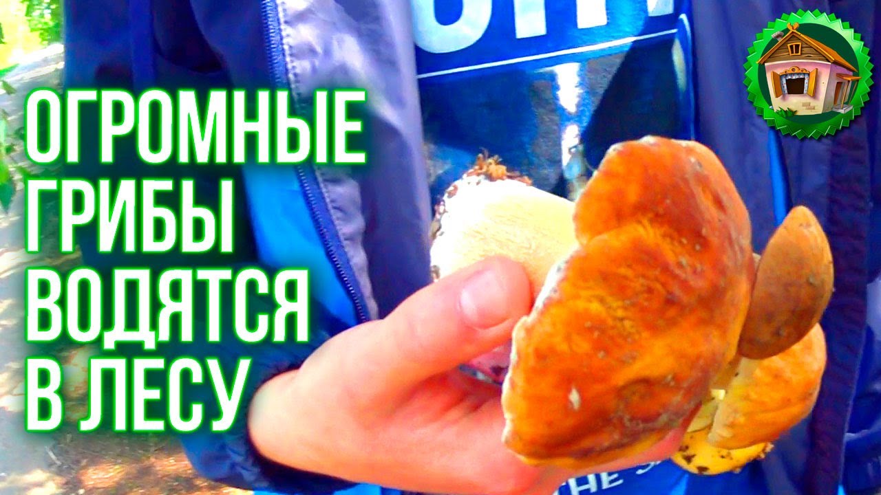 Сходили за грибами. Борьба с травой. Косим Каждый День. 88 серия смотреть онлайн