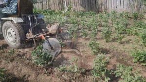 Картофель 2024 Окучивание