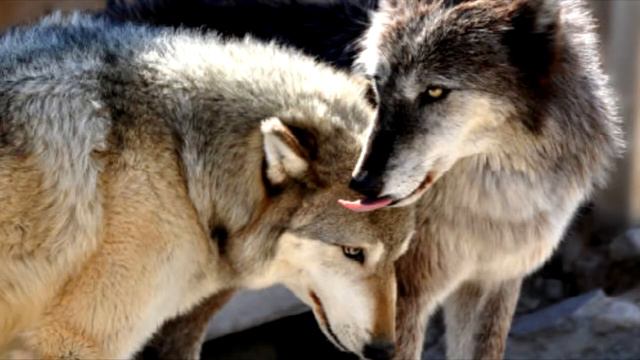 Буктрейлер Л  Васильев Заповедные песни