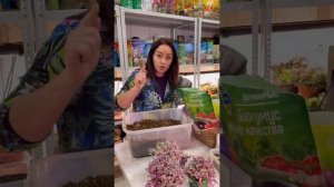 Пересадка коллизии ползучей Розовая пантера.