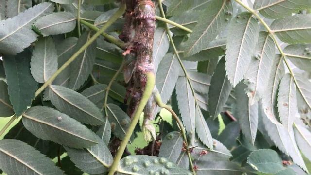 Rowan (Sorbus aucuparia) - underside of leaves - June 2018 смотреть онлайн