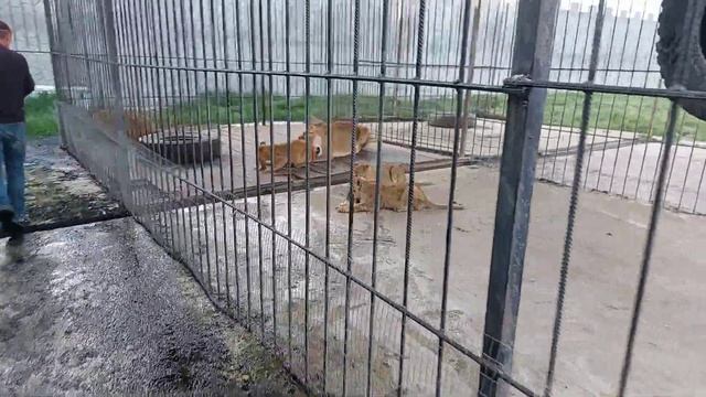 Обед в львином семействе. Нинель заигрывает с Абасом.Весна в парке львов "Прайд" Абхазия.05.2022. смотреть онлайн