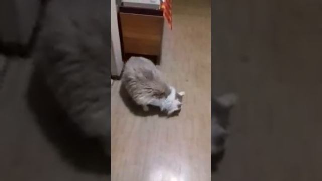 Паника в селе! Кот взбесился! смотреть онлайн