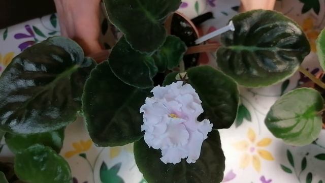 Сортовая фиалка ЕК-Шармэль смотреть онлайн