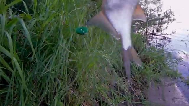 Рыбалка дело такое! смотреть онлайн