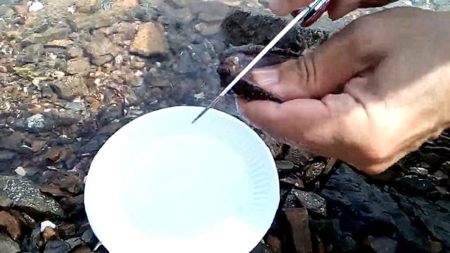 Как приготовить Трепанга. Самый простой и быстрый способ. смотреть онлайн