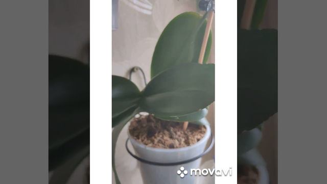 Phal. I-Chin Cherry Bomb пелорик первое домашнее цветение смотреть онлайн