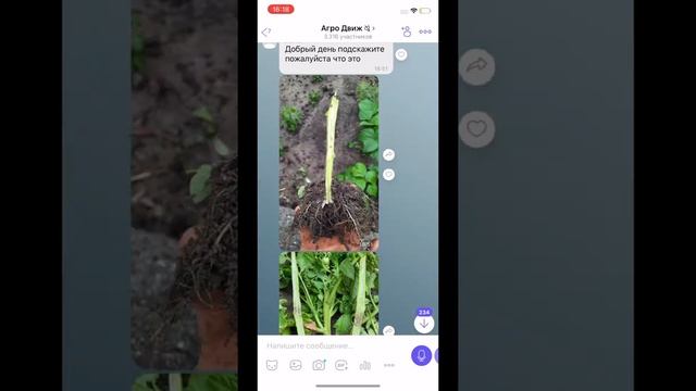 Пролей перекись водорода если теплицу затопило смотреть онлайн