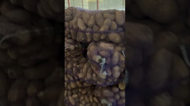 сорт Гранада смотреть онлайн